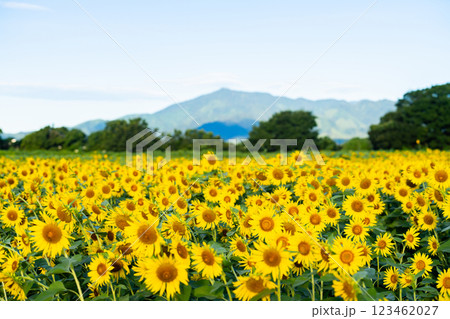 大輪のひまわり　夏イメージ 123462027