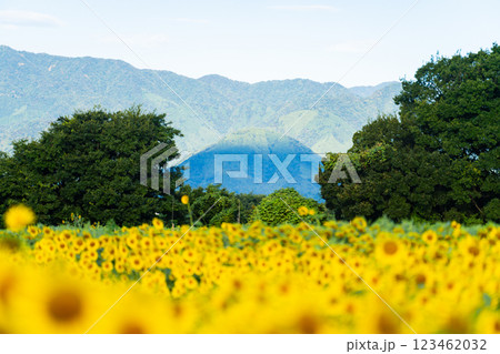 大輪のひまわり 夏イメージ 大輪のひまわり 夏イメージ 123462032