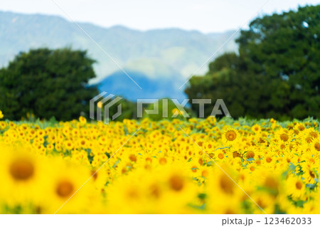 大輪のひまわり 夏イメージ 大輪のひまわり 夏イメージ 123462033