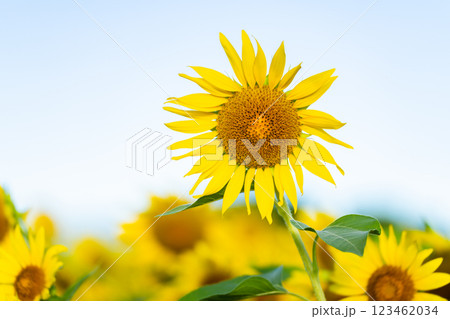 大輪のひまわり　夏イメージ 123462034