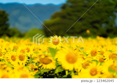 大輪のひまわり　夏イメージ 123462045