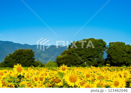 大輪のひまわり　夏イメージ 123462046