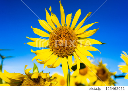 大輪のひまわり 夏イメージ 大輪のひまわり 夏イメージ 123462051