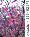 梅の花 123462178