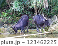 沖縄の水牛 123462225