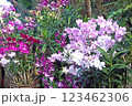 デンドロビュウム 123462306