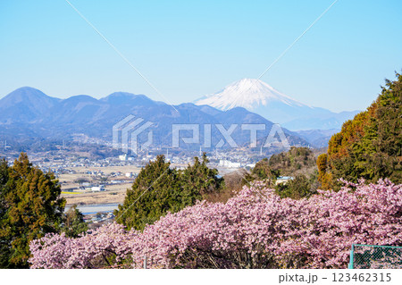 松田山から早春の富士山 松田山から早春の富士山 123462315