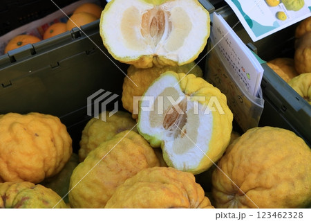 ししゆず　獅子柚子　鬼柚子 123462328