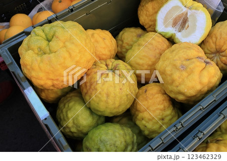 ししゆず 獅子柚子 鬼柚子 ししゆず 獅子柚子 鬼柚子 123462329