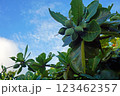 モモタマナの実　クファデーサー 123462357