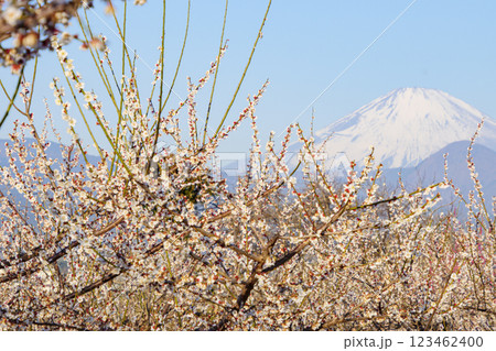 曽我梅林からみた冠雪富士 123462400
