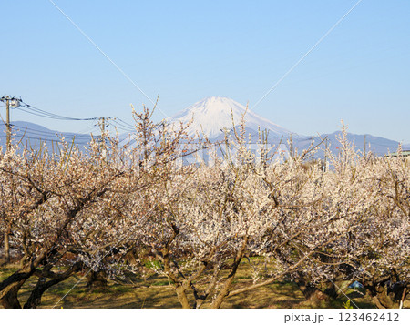 曽我梅林からみた冠雪富士 123462412