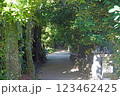 フクギ並木 123462425
