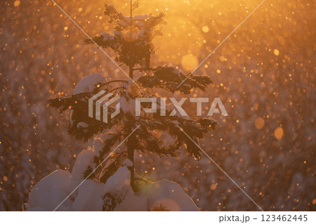 雪が積もった松の葉と降雪の輝き 雪が積もった松の葉と降雪の輝き 123462445