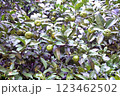 シークワーサー 123462502