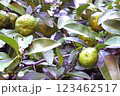 沖縄シークワーサー 123462517