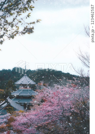 桜に包まれる寺 / 奈良県吉野町 123462587