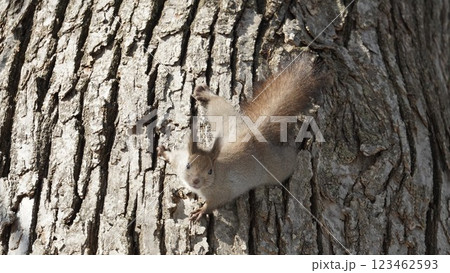 早春の森のエゾリス 123462593
