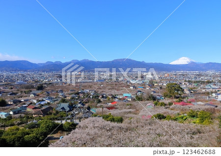 神奈川県・小田原市　曽我別所梅林　梅林と富士山 123462688
