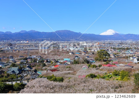 神奈川県・小田原市　曽我別所梅林　梅林と富士山 123462689