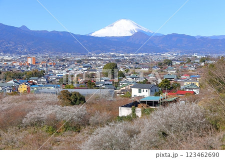 神奈川県・小田原市　曽我別所梅林　梅林と富士山 123462690