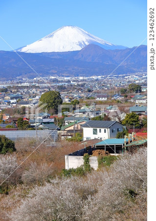 神奈川県・小田原市　曽我別所梅林　梅林と富士山 123462692