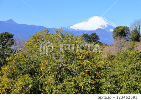 神奈川県・小田原市　曽我別所梅林　梅林と富士山 123462693