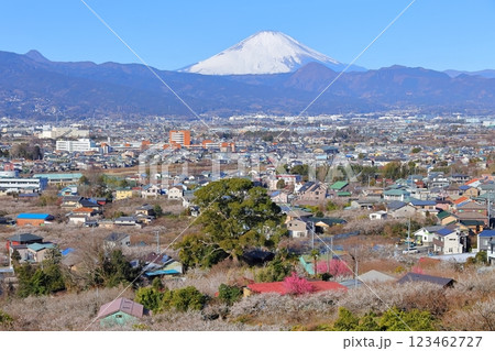小田原市　曽我梅林　見晴台からの富士山と梅林 123462727