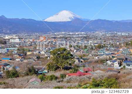 小田原市　曽我梅林　見晴台からの富士山と梅林 123462729