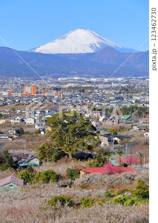 小田原市　曽我梅林　見晴台からの富士山と梅林 123462730