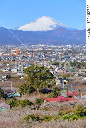 小田原市 曽我梅林 見晴台からの富士山と梅林 小田原市 曽我梅林 見晴台からの富士山と梅林 123462731