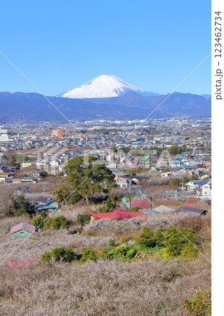 小田原市　曽我梅林　見晴台からの富士山と梅林 123462734