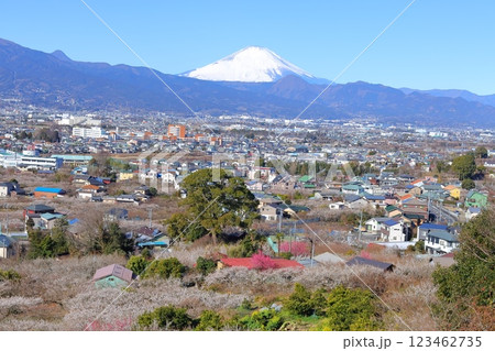 小田原市　曽我梅林　見晴台からの富士山と梅林 123462735