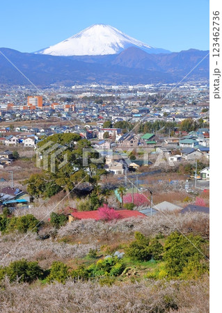 小田原市　曽我梅林　見晴台からの富士山と梅林 123462736