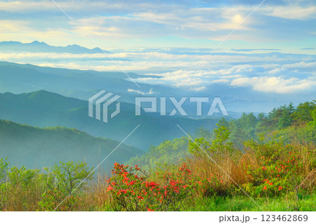 雲海と諏訪湖と八ヶ岳とレンゲツツジ【高ボッチ高原より撮影】 123462869