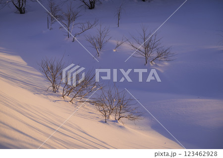 冬の夕日に照らされた樹氷 冬の夕日に照らされた樹氷 123462928