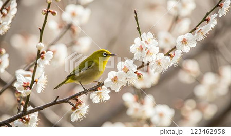 小鳥と春の花/梅/桜 123462958