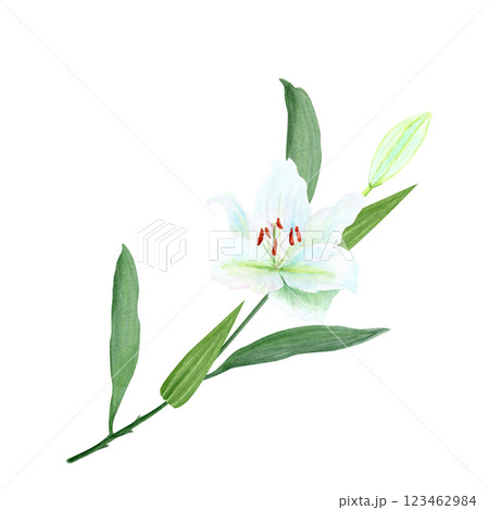 White lily flower with a stem watercolor illustration isolated on white. High quality clip art perfect for cards, posters, stickers, Easter, Passover, Holy Thursday, christening baptism wedding decor 123462984