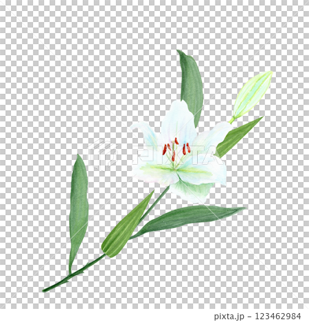 White lily flower with a stem watercolor illustration isolated on white. High quality clip art perfect for cards, posters, stickers, Easter, Passover, Holy Thursday, christening baptism wedding decor 123462984