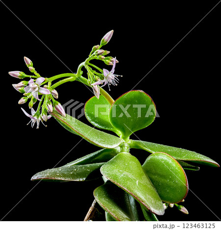 Green Succulent Plant with Budding Flowers black background 123463125