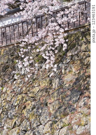 高島城と桜 長野県諏訪市 高島城と桜 長野県諏訪市 123463191