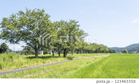田園風景に延びる桜並木をサイクリングで楽しむイメージ 旧国鉄倉吉線跡 田園風景に延びる桜並木をサイクリングで楽しむイメージ 旧国鉄倉吉線跡 123463358