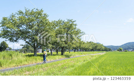田園風景に延びる桜並木をサイクリングで楽しむイメージ 旧国鉄倉吉線跡 田園風景に延びる桜並木をサイクリングで楽しむイメージ 旧国鉄倉吉線跡 123463359