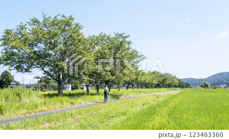 田園風景に延びる桜並木をサイクリングで楽しむイメージ 旧国鉄倉吉線跡 田園風景に延びる桜並木をサイクリングで楽しむイメージ 旧国鉄倉吉線跡 123463360