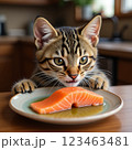 餌を食べる猫 123463481