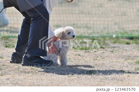 愛犬と散歩 トイプードル オスワリさせる飼い主 愛犬と散歩 トイプードル オスワリさせる飼い主 123463570