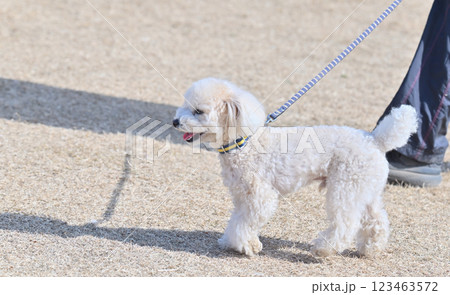 愛犬と散歩する飼い主　トイプードル 123463572