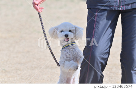 飼い主の足元で立つ カメラ目線の笑顔のトイプードル 飼い主の足元で立つ カメラ目線の笑顔のトイプードル 123463574