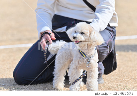 笑顔のトイプードルと飼い主の女性 123463575