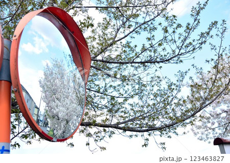 春イメージ カーブミラーに映るソメイヨシノ 春イメージ カーブミラーに映るソメイヨシノ 123463827